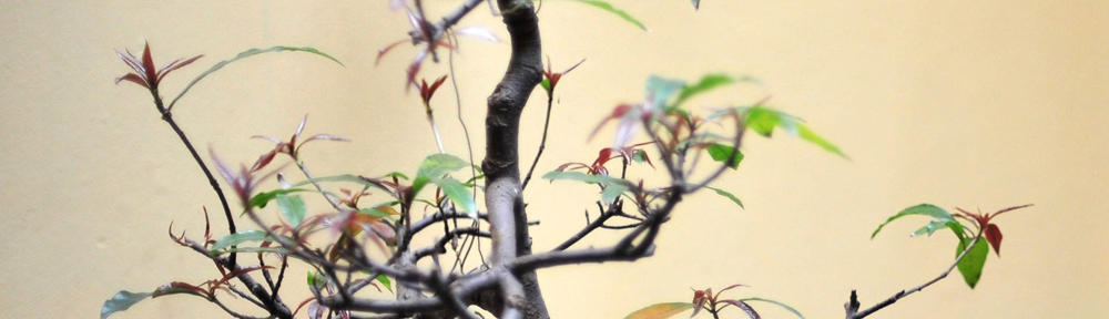 Gay Online Video Video Chat Blogs